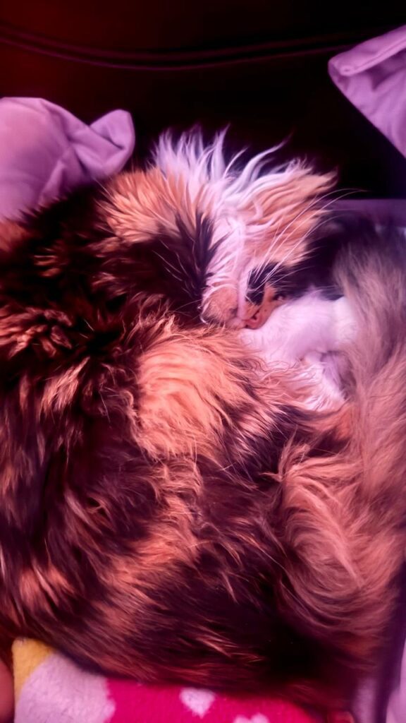 historias de adopcion maria y chiro