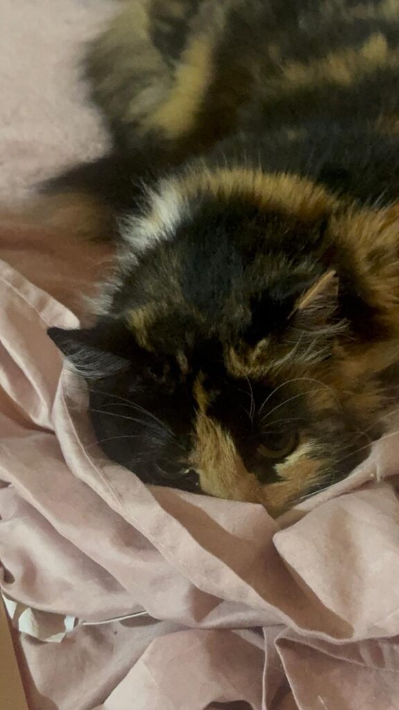 Historia adopcion chiro