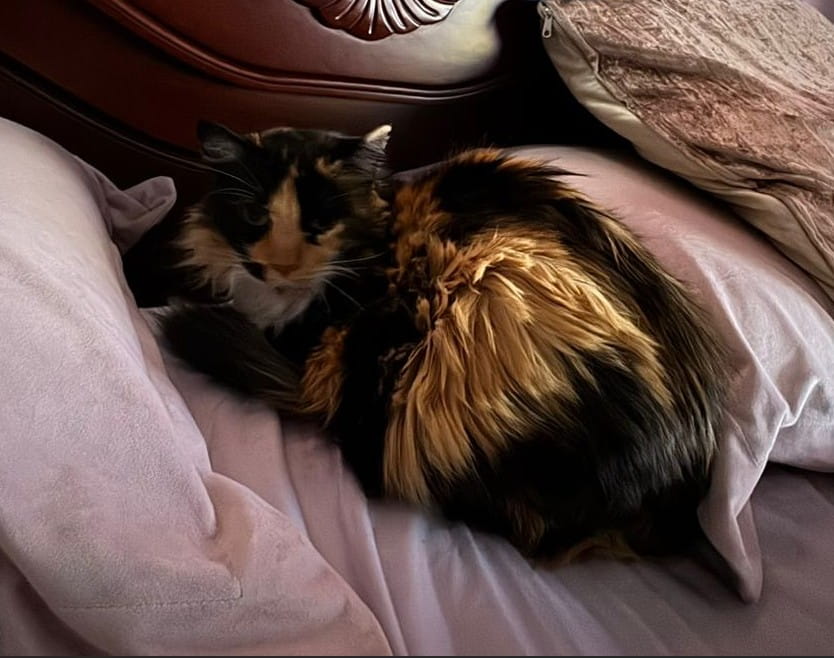 historia de adopcion de chiro y maria