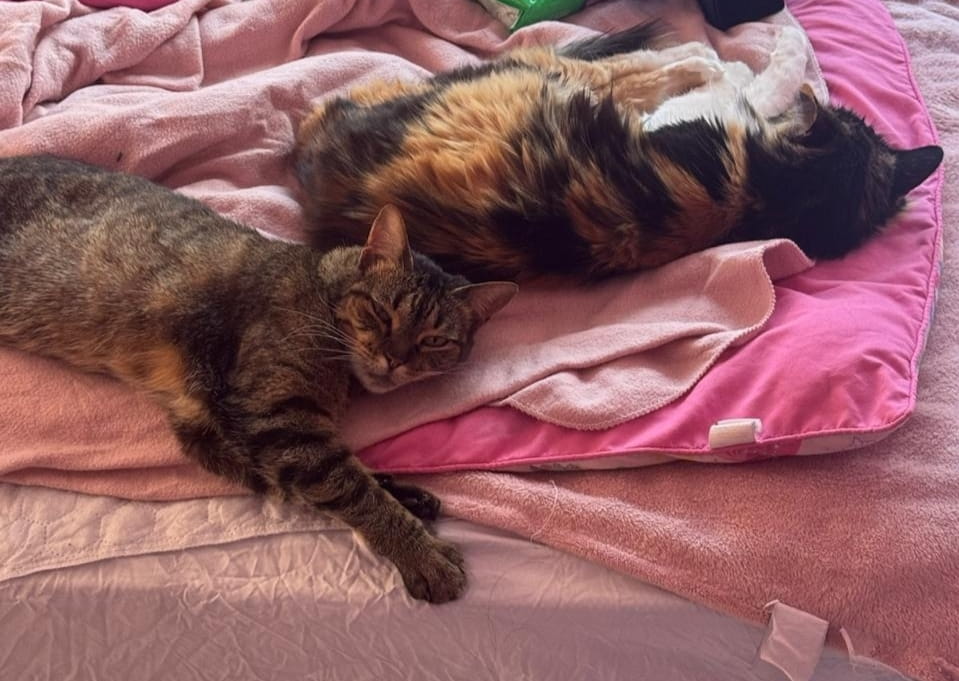 Chiro y dina historia de adopcion