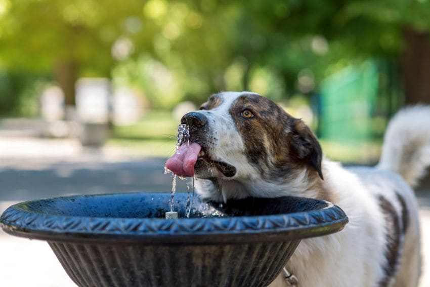 Perro bebiendo agua