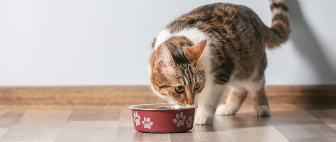 Problemas urinarios en gatos: Cómo detectarlos y qué puedes hacer para ayudarle