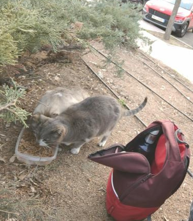 Colonia felina de Fundación Bigotes