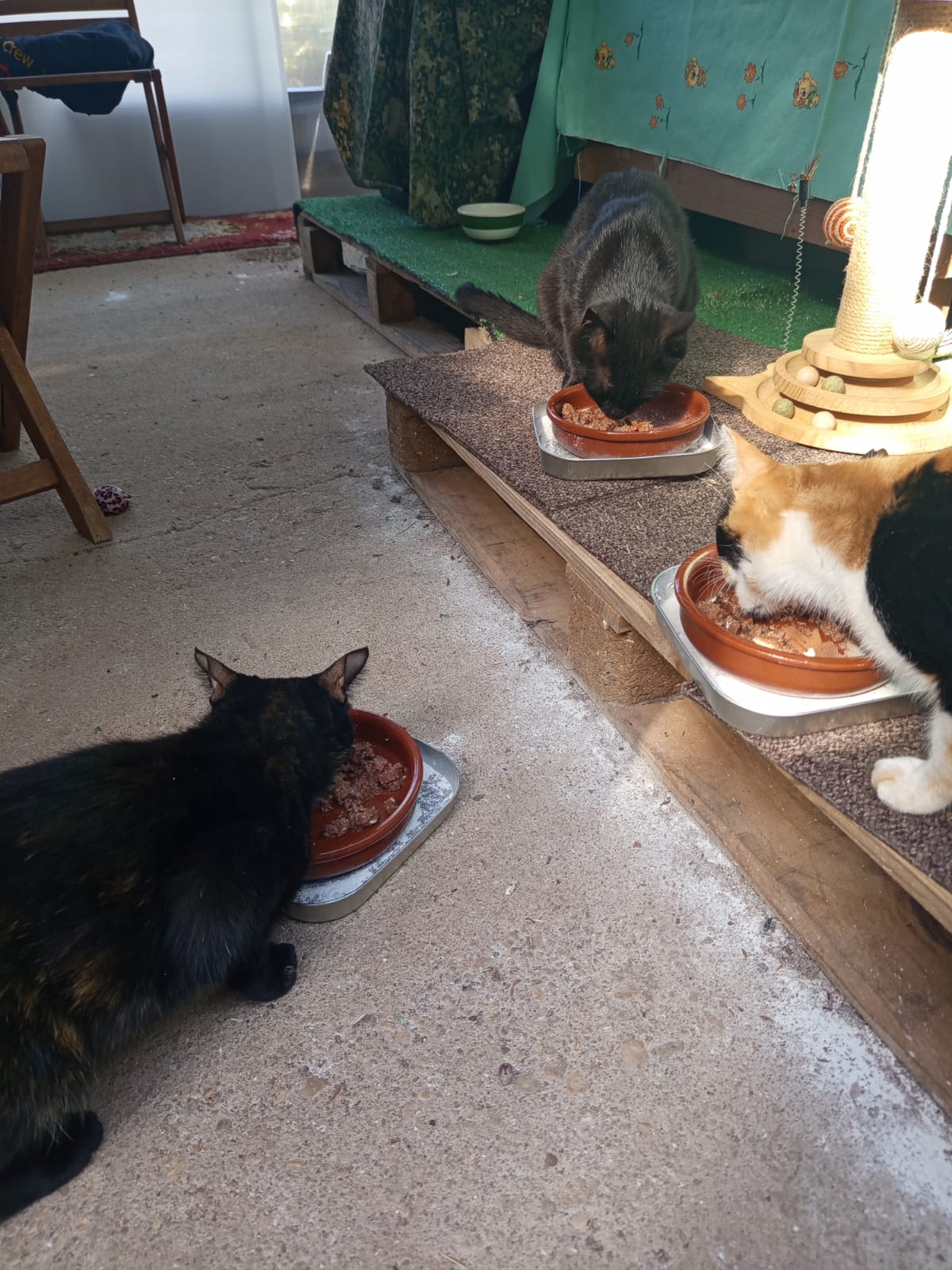 Gatos recuperándose en casa de acogida