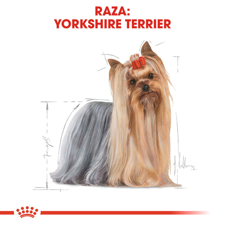 Royal Canin Adult Yorkshire Terrier pienso para perros thumbnail
