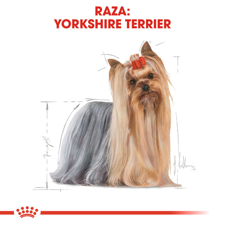 7.5 kg Royal Canin Adult Yorkshire Terrier pienso para perros,  Imagen numero 3 7.5 kg Royal Canin Adult Yorkshire Terrier pienso para perros, , large Imagen numero 3