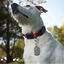 Nite Ize S-Biner TagLock Mosquetón para perros, , large indicador imagen numero 4