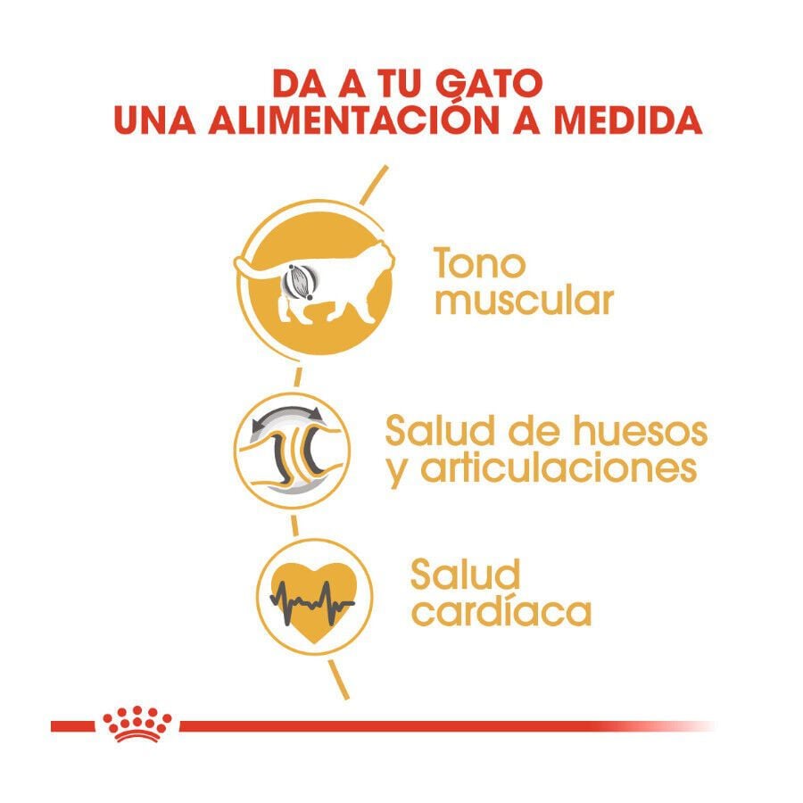 Royal Canin Adult British Shorthair pienso para gatos thumbnail