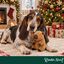 Wonder Christmas Capibara Peluche para perros, , large indicador imagen numero 2