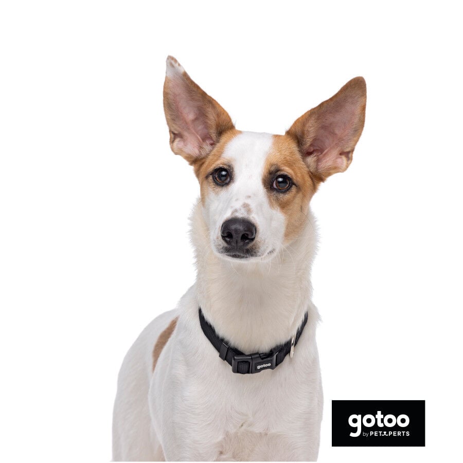 Gotoo Collar de nylon negro para perros, , large Imagen numero 3