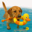 Summer Vibes Pato de juguete para perros, , large indicador imagen numero 2