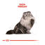 10 kg Royal Canin Persian pienso para gato adulto persa, , large indicador imagen numero 4