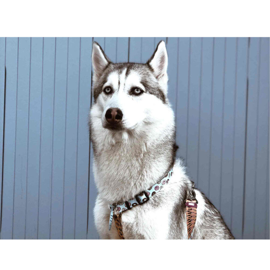 Dukier Arn&eacute;s Cl&aacute;sico Estampado Cupcakes&Donunts para perros, , large Imagen numero 3