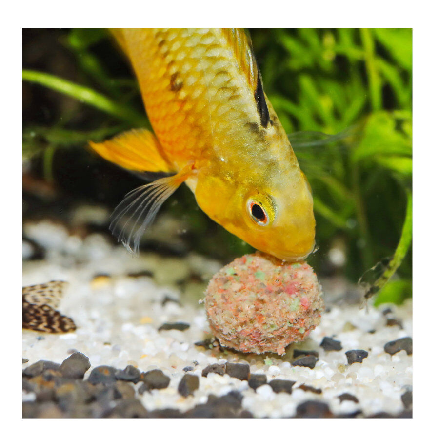 JBL Novotab Pastillas para peces thumbnail