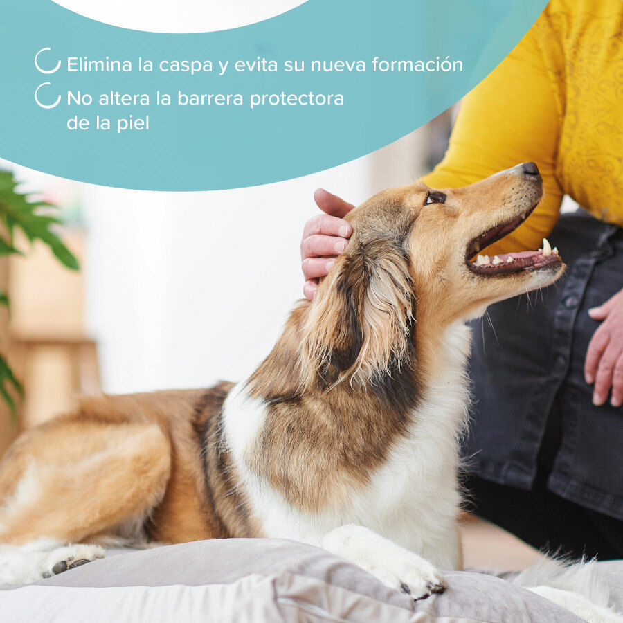 Beaphar Champú Anticaspa para perros y gatos thumbnail