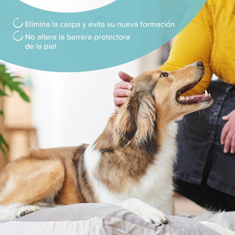 Beaphar Champú Anticaspa para perros y gatos,  Imagen numero 4 Beaphar Champú Anticaspa para perros y gatos, , large Imagen numero 4