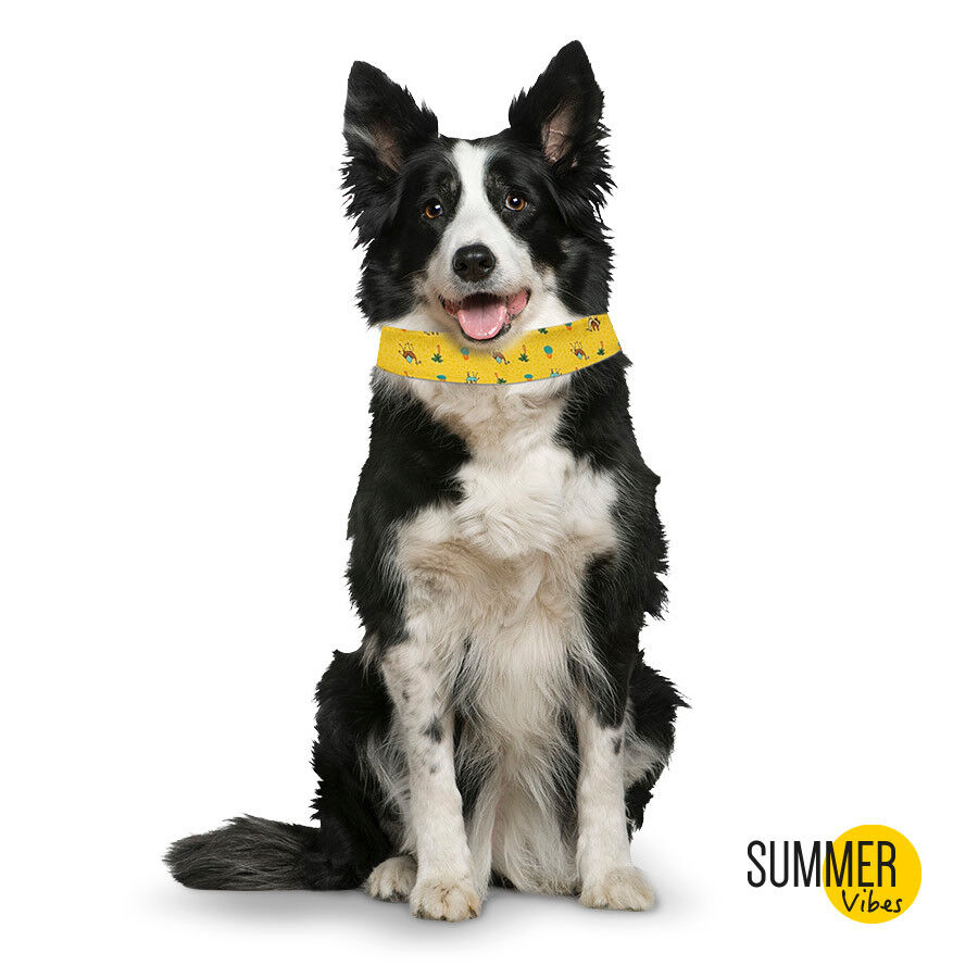Summer Vibes Bandana refrescante para perros thumbnail