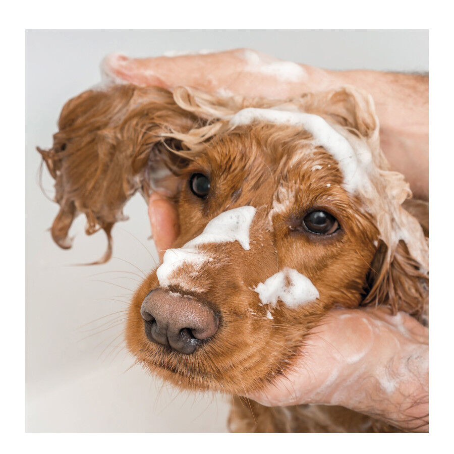 Beaphar Champ&uacute; para todo tipo de pelo para perros, , large Imagen numero 3