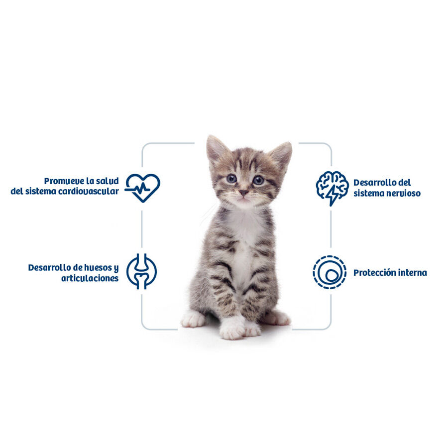 Nath Kitten Pollo y Arroz pienso para gatos thumbnail