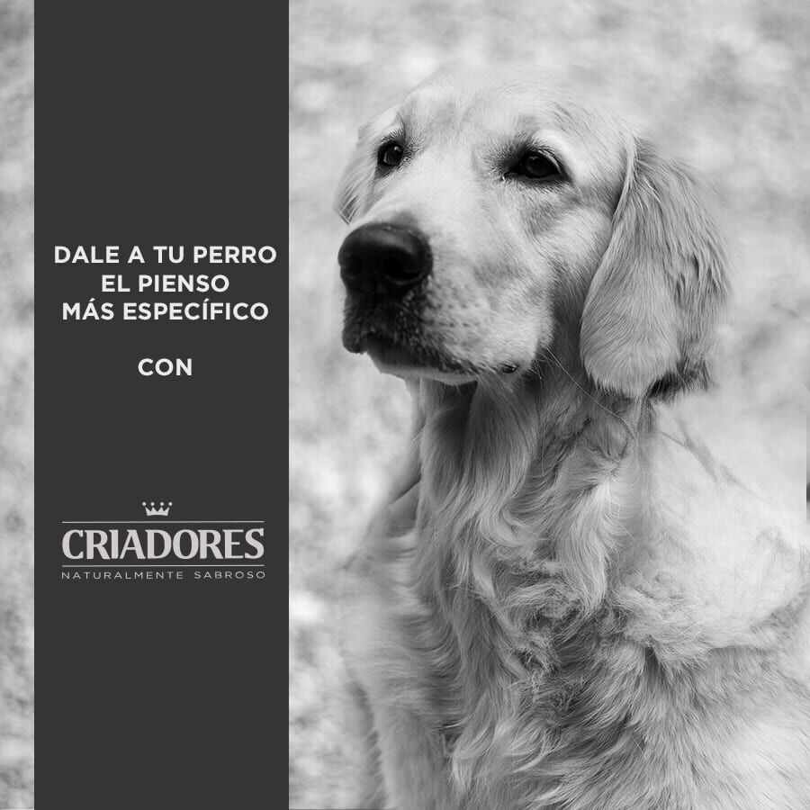 Criadores Senior Pollo y Arroz pienso para perros de razas medianas y grandes thumbnail