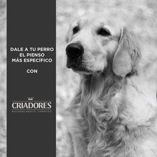 Criadores Senior Pollo y Arroz pienso para perros de razas medianas y grandes, , large image number null