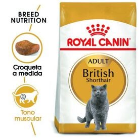 Royal Canin Adult British Shorthair pienso para gatos