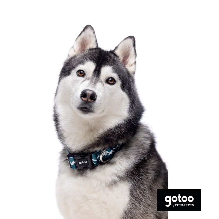 Gotoo Collar estampado verde para perros, , large Imagen numero 4