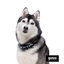 Gotoo Collar estampado verde para perros, , large indicador imagen numero 4