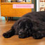12 kg Edgard & Cooper Puppy Pato y Pollo pienso para perros, , large indicador imagen numero 4