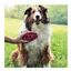 Kong Zoom Groom Cepillo de goma rosa para perros, , large indicador imagen numero 2