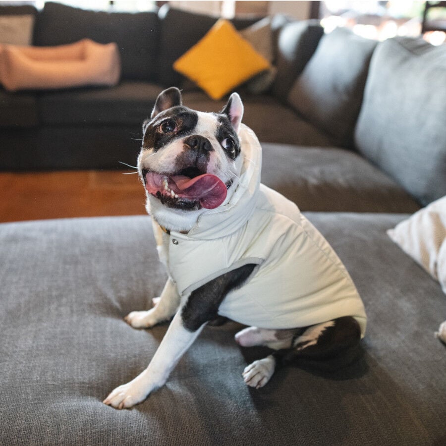 Freedog Abrigo Impermeable Winterhug Beige para perrros