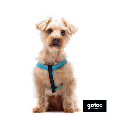 Gotoo Arnés reflectante de neopreno azul para perros