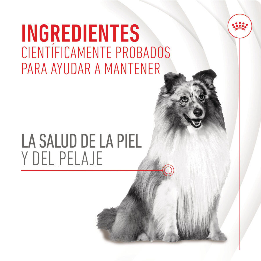 Royal Canin Skin &amp; Coat Chews Adult Suplemento nutricional para perros thumbnail