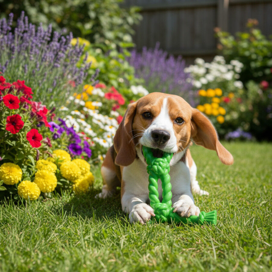 Tootoy! Mordedor Rubber Bold Knot de Goma Verde para perros, , large Imagen numero 1