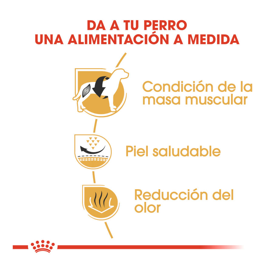 Royal Canin French Bulldog Adult pienso para perros thumbnail