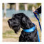 Freedog Cool Pro Tech Correa Refrescante Azul para perros, , large indicador imagen numero 2