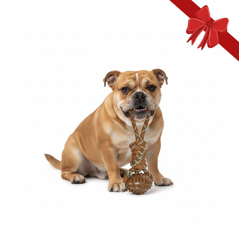 Wonder Christmas Juguete de Cuerda y Mordedor Navideño para perros,  Imagen numero 1 Wonder Christmas Juguete de Cuerda y Mordedor Navideño para perros, , large Imagen numero 1