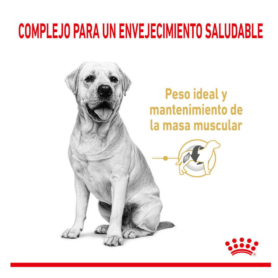 Royal Canin Adult 5+ Labrador pienso para perros thumbnail