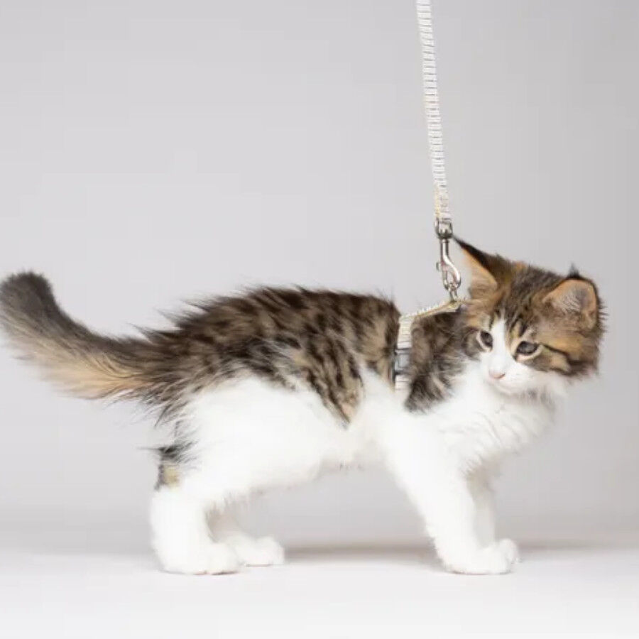 Flamingo Arn&eacute;s con Correa Serwan para gatitos, , large Imagen numero 2