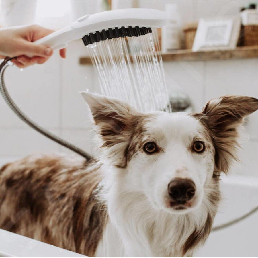 Hansgrohe Alcachofa de Ducha Blanca para perros thumbnail