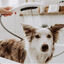 Hansgrohe Alcachofa de Ducha Blanca para perros, , large indicador imagen numero 2