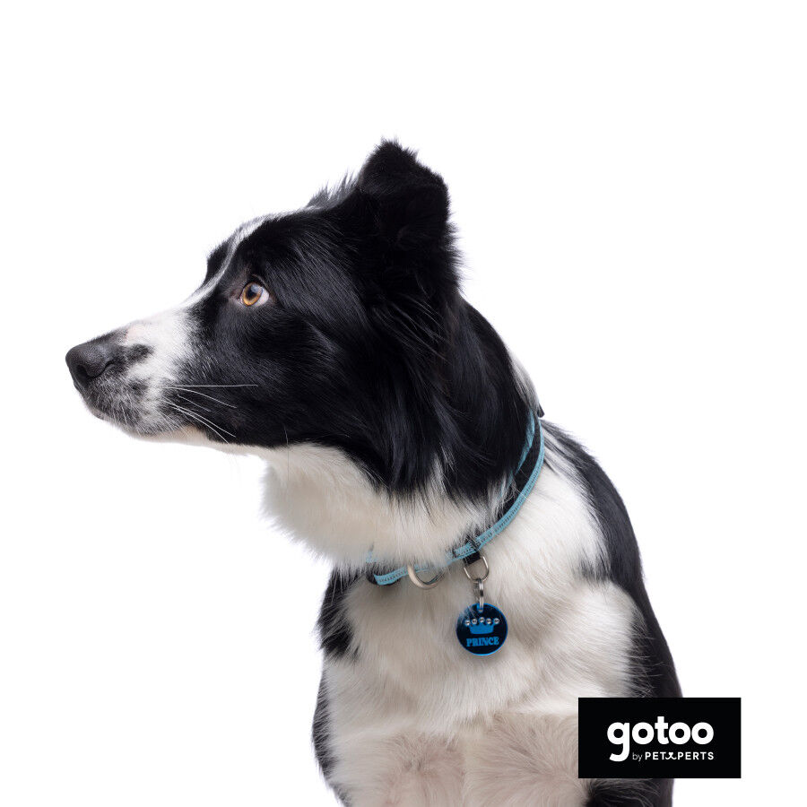 Gotoo collar de malla transpirable turquesa para perros, , large Imagen numero 7