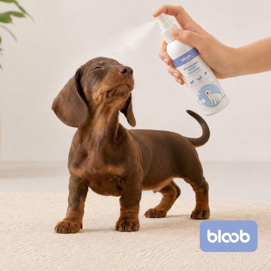 Bloob Colonia Refrescante para cachorros, , large Imagen numero 2