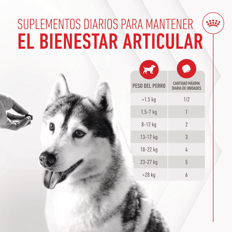 240 g Royal Canin Joint & Ageing Chews Suplemento Nutricional para perros con sensibilidad articular,  Imagen numero 5 240 g Royal Canin Joint & Ageing Chews Suplemento Nutricional para perros con sensibilidad articular, , large Imagen numero 5