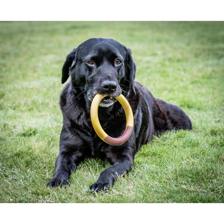 Nylabone Extreme Chew Ring Mordedor Redondo Sabor a Hamburguesa para perros thumbnail