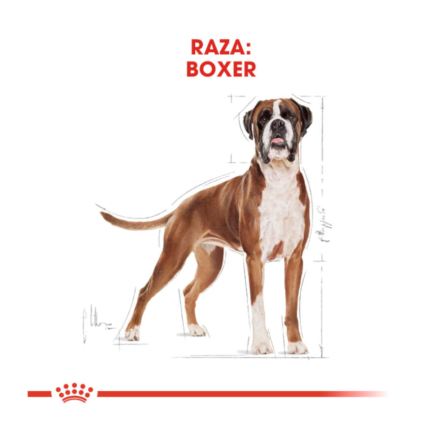 Royal Canin Adult Boxer pienso para perros thumbnail