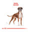 12 kg Royal Canin Adult Boxer pienso para perros, , large indicador imagen numero 4
