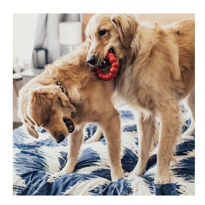 Kong Ring Medium Large juguete mordedor para perros,  Imagen numero 2 Kong Ring Medium Large juguete mordedor para perros, , large Imagen numero 2