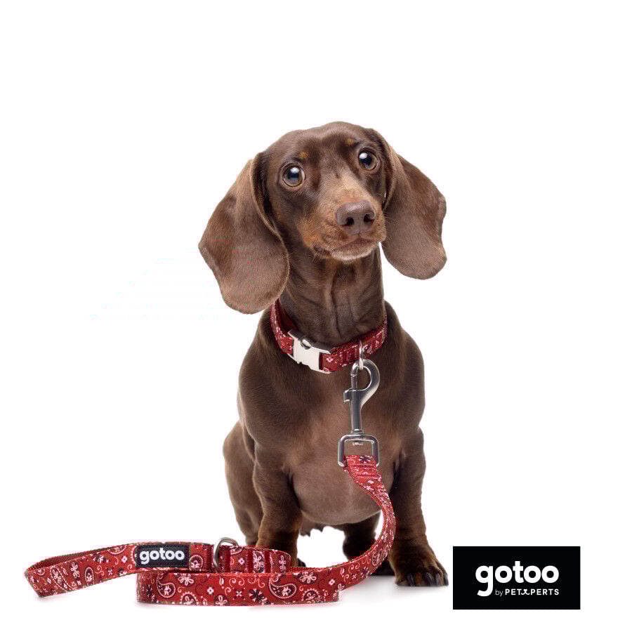 Gotoo Collar estampado cachemira rojo para perros, , large Imagen numero 5