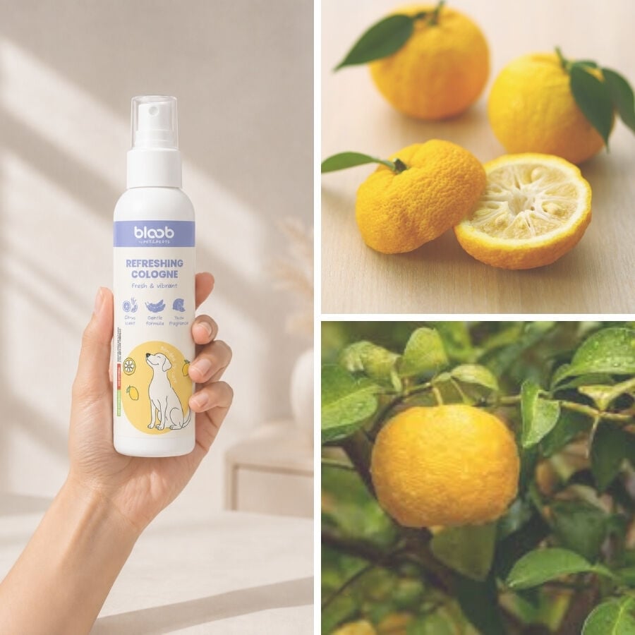 Bloob Colonia Refrescante Yuzu para perros, , large Imagen numero 4